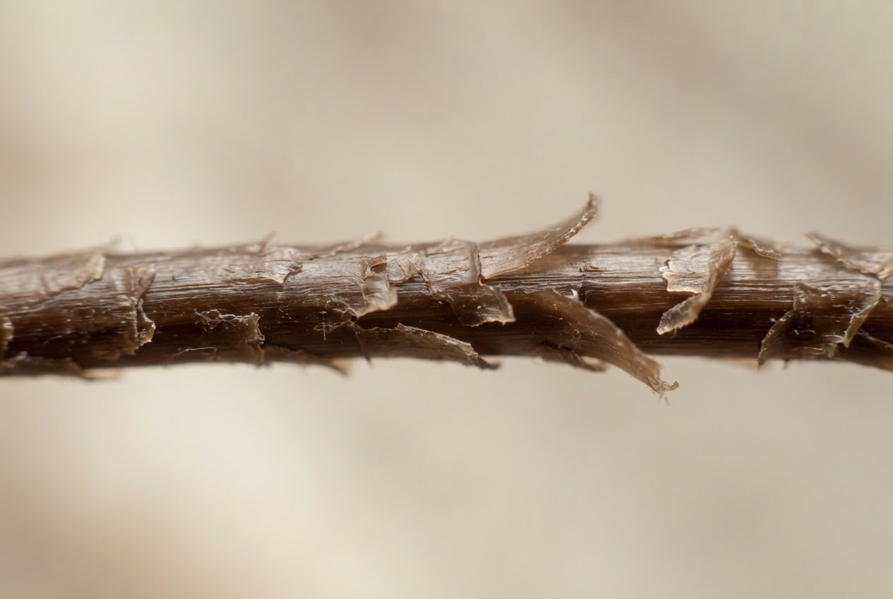 Macro photo of a brown hair strand with raised cuticles, looking rough and dull.