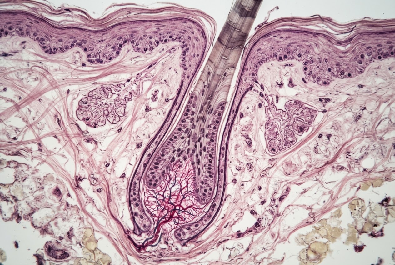 Microscopic view of a hair follicle showing the growth phase, with a scale bar indicating the cycle.